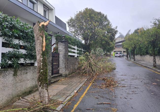 Imagne de un árbol caído cerda de Aixerrota.