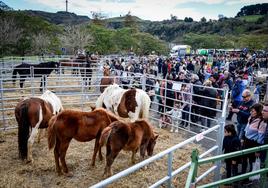 Feria agrícola y ganadera de La Arboleda en imágenes