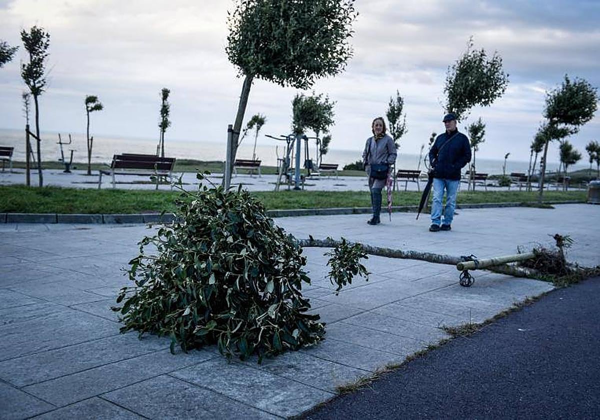 El viento provocó la caída de varios ejemplares en La Galea.