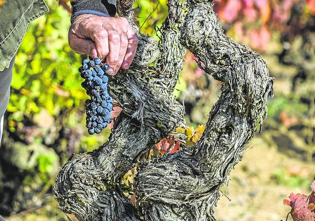 Las manos de Viñegra sujetan un racimo de uvas de un viñedo viejo.