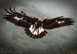 'Biotza', en pleno vuelo.