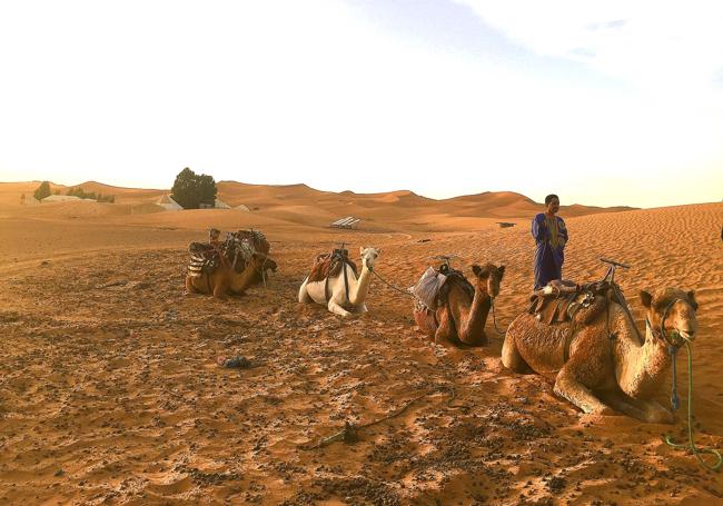 Dromedarios en el desierto de Merzouga.