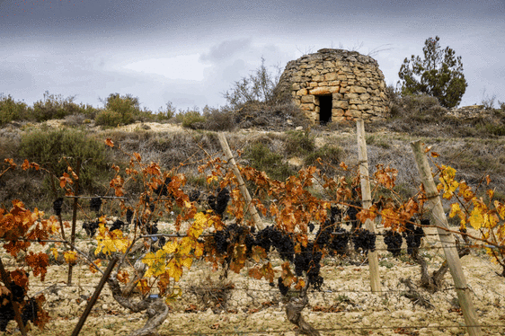 Los guardianes desarmados del viñedo de Rioja Alavesa