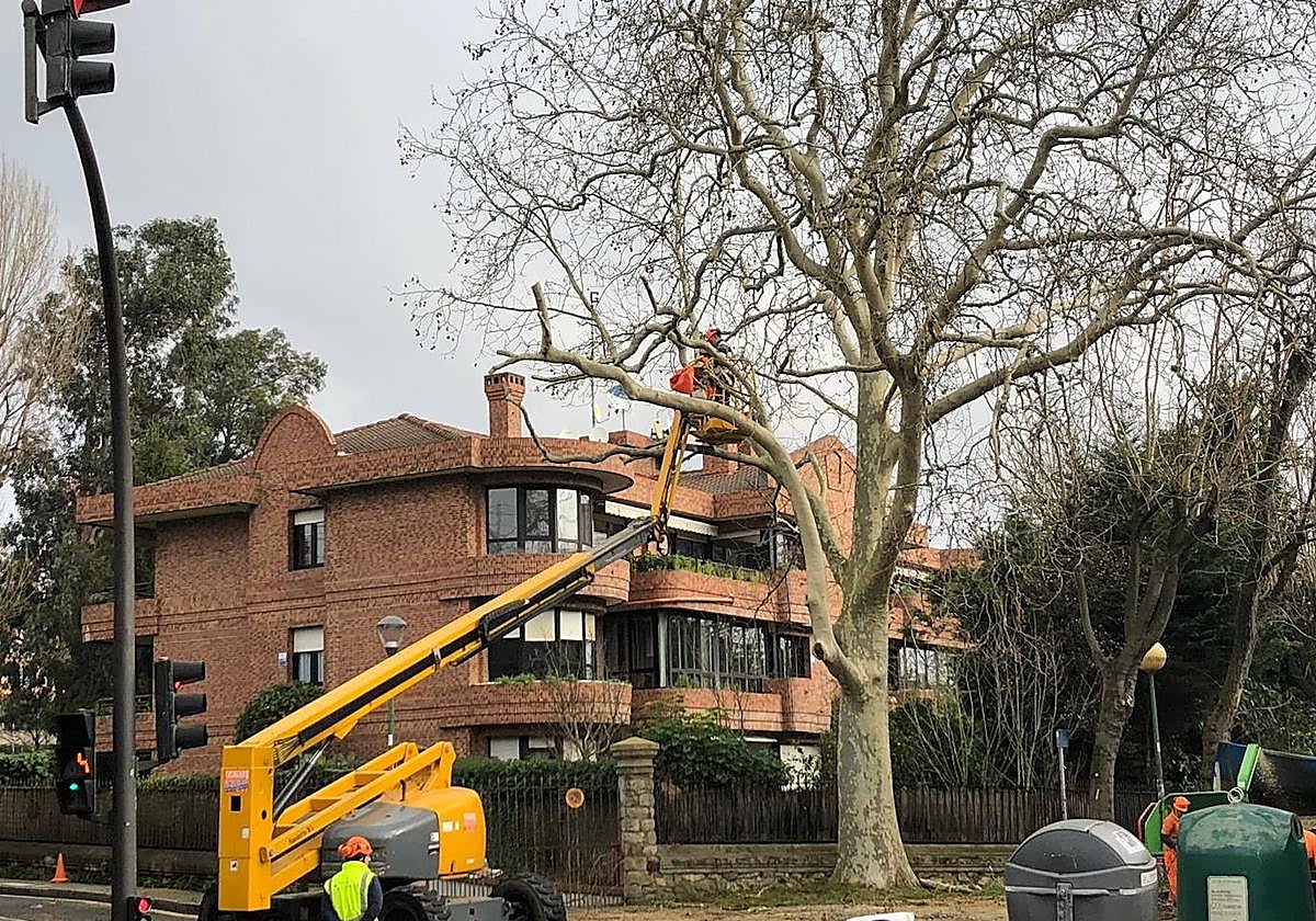 La campaña de poda ha comenzado este mismo mes.