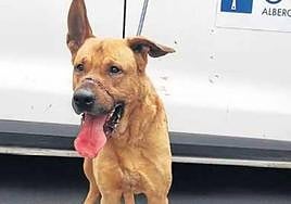 El perro maltratado.