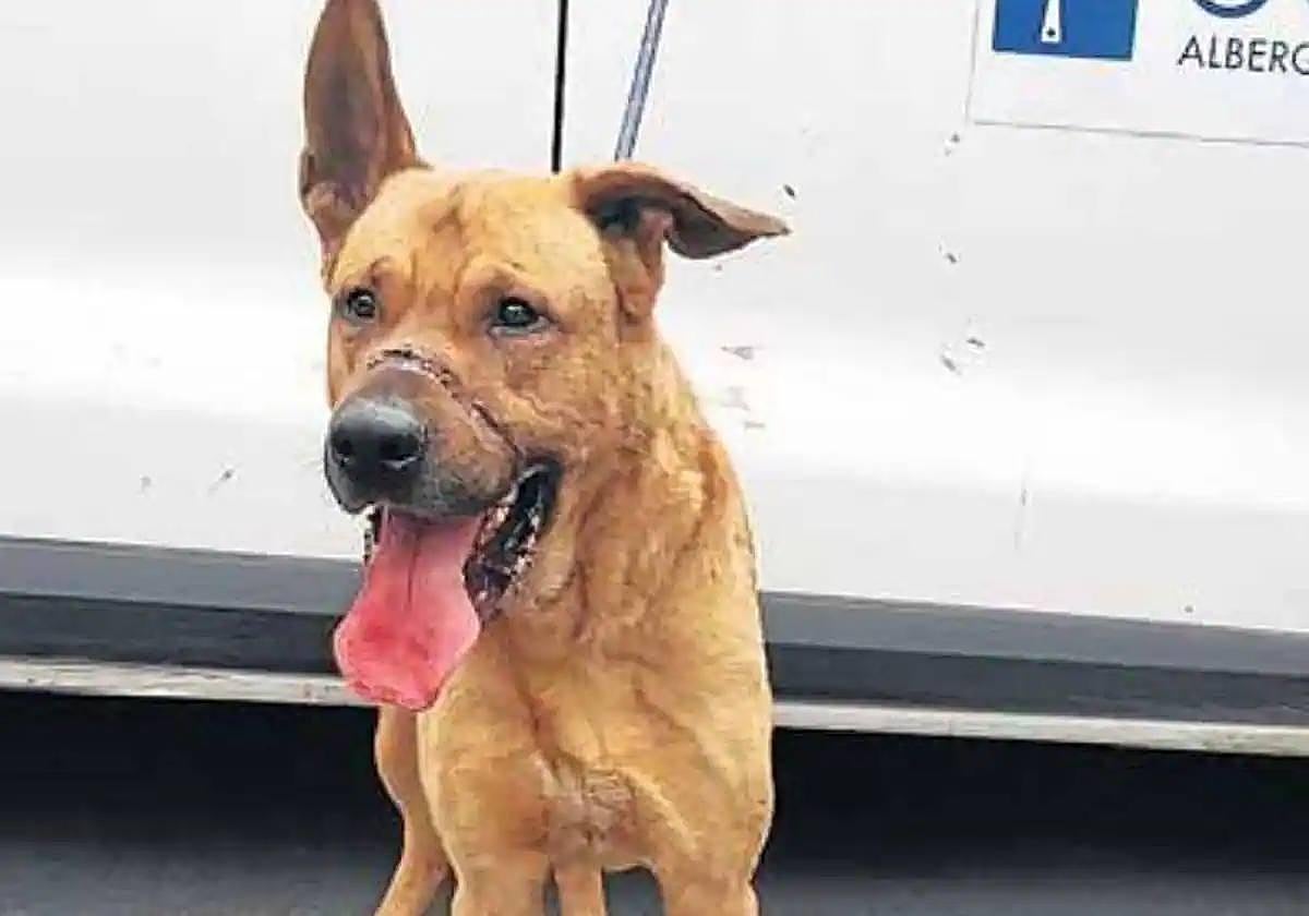 El perro maltratado.