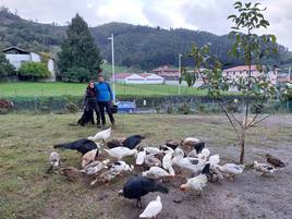 Urtzi Mentxaka y Sarai Caamaño dedican bastantes horas del día a criar al centenar de aves que cuentan en su caserío.