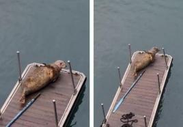 la foca apareció sobre el pantalán móvil del puerto.