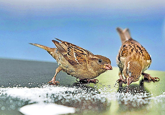 Un par de gorriones comen azúcar en la mesa de una terraza de bar.
