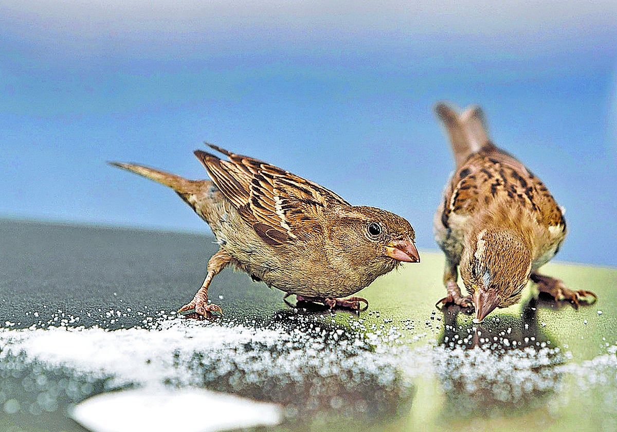 Un par de gorriones comen azúcar en la mesa de una terraza de bar.
