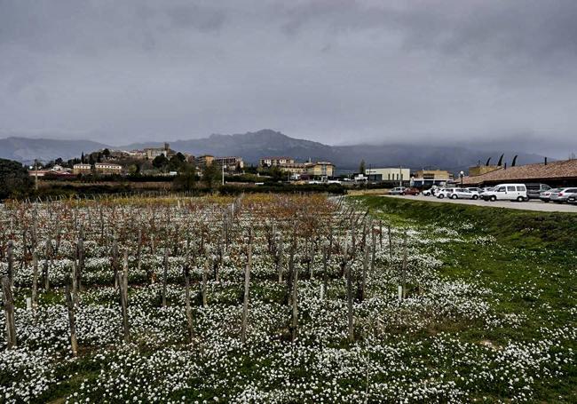 Parcela donde se levantará el campus del vino.