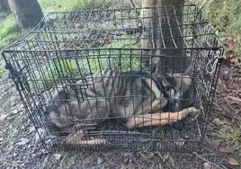 Muere un perro abandonado y encerrado en una jaula junto a la perrera municipal de Bilbao