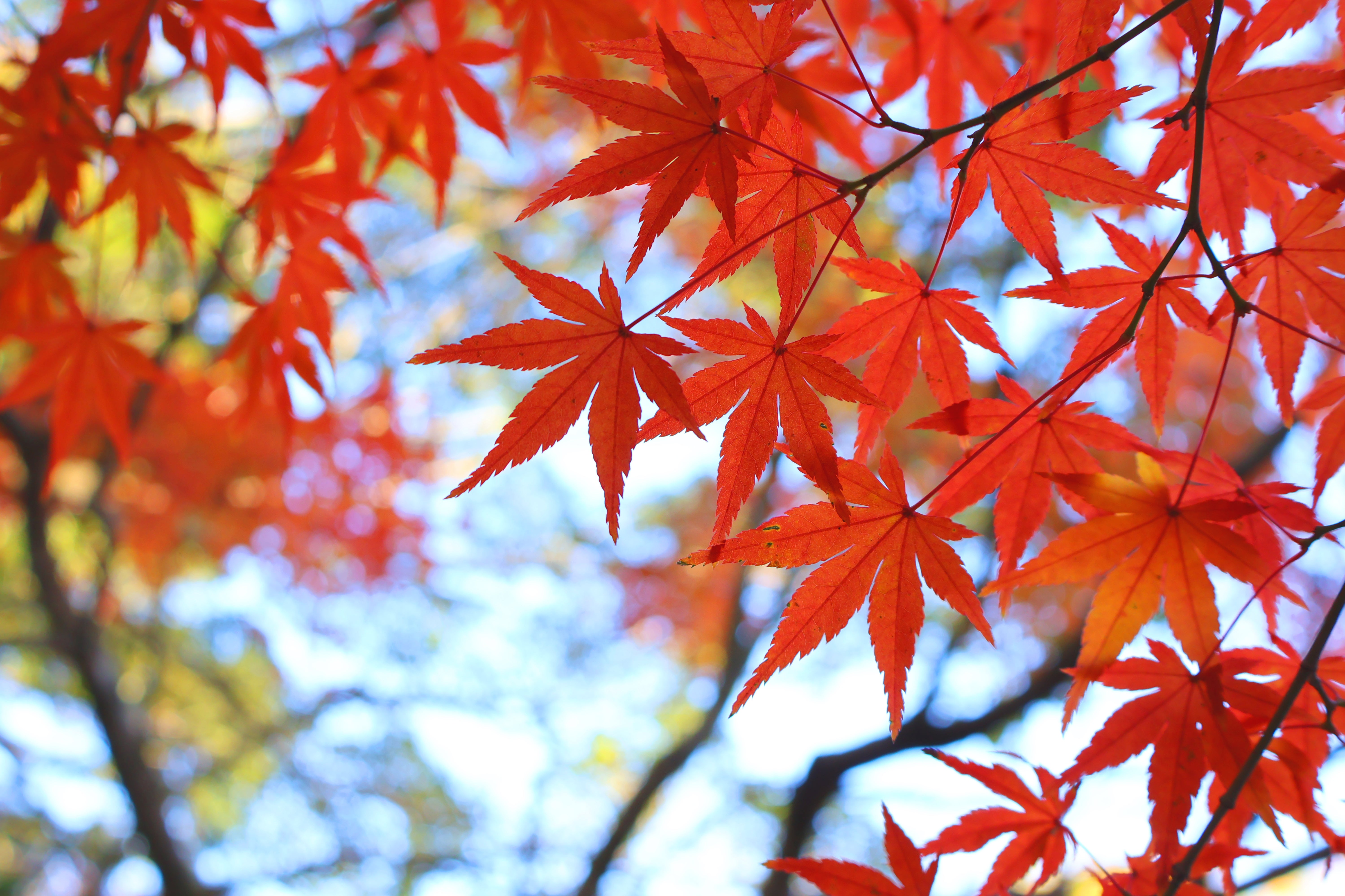 Arce japonés.