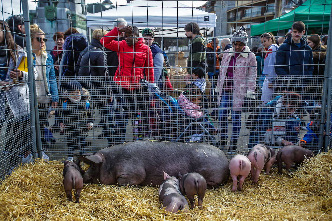 La presencia de animales de caserío en Lekeitio atrae en especial a los más pequeños.