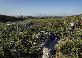 Temporeros recogen uva en la pasada vendimia.