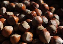 Avellanas del país: