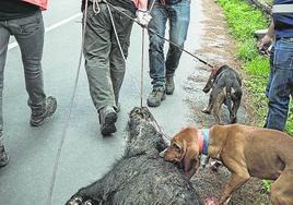 Los corzos provocaron daños más cuantiosos que los jabalíes