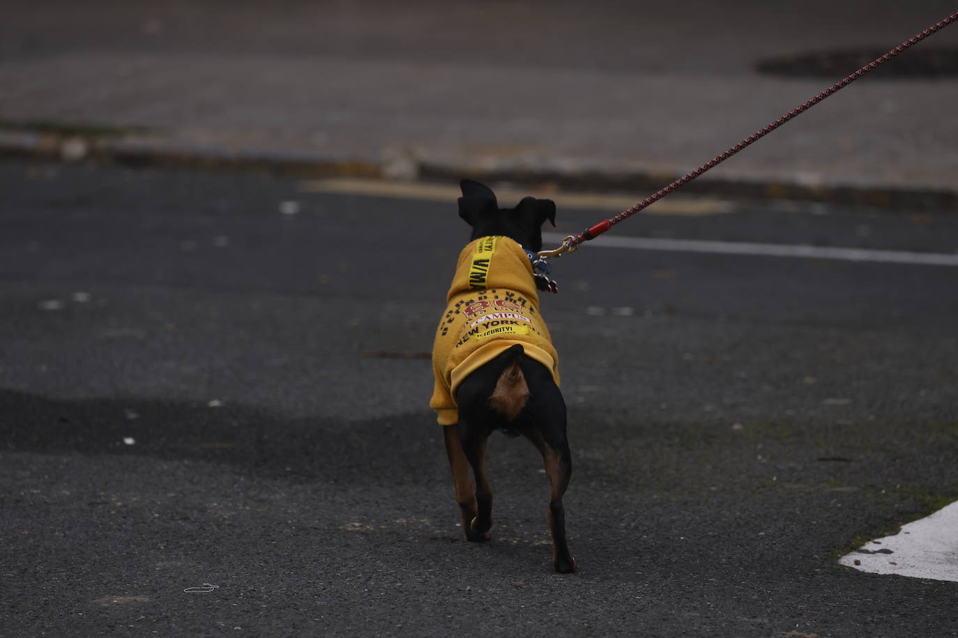 Fotos: Álava tirita de frío en un gélido Día de Reyes marcado por la niebla