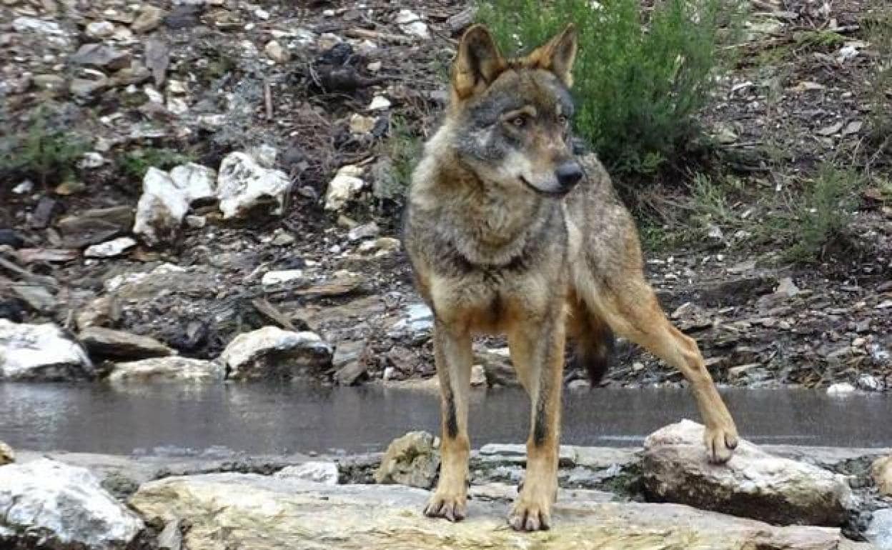 Los ataques de lobos a ganado se multiplican por seis en el último año | El  Correo