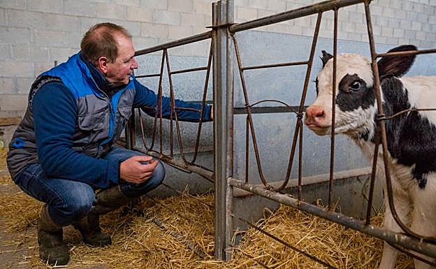 Rafa Prados con una ternera recién nacida que dará leche con betacaseína A2A2, apta para intolerantes.