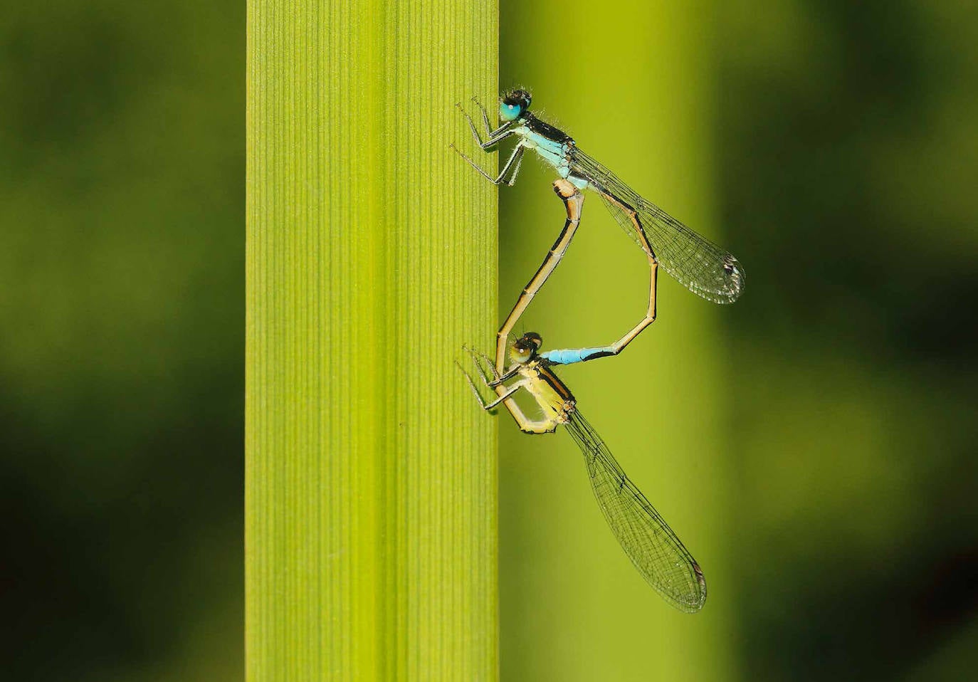 Ischnura graellsii