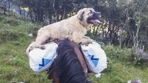 Imagen de Chulo sobre un caballo, cedida por el ganadero