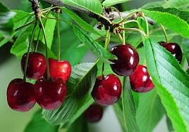 Patagoniako gereziak