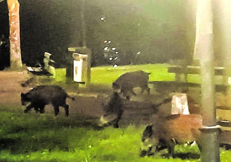 Una de las imágenes captadas en el bar municipal del parque de Hiruaretxea en Basauri.