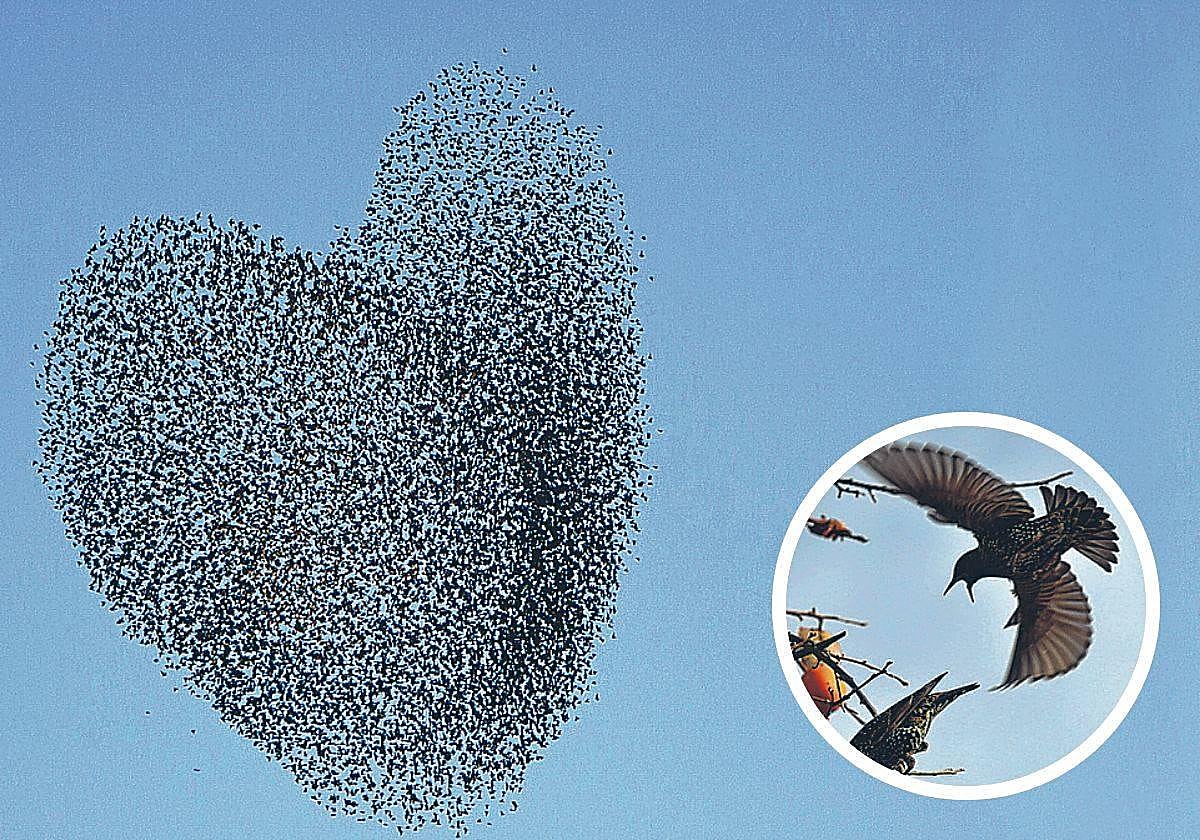 Estorninos en formación, y dos ejemplares en Getxo.