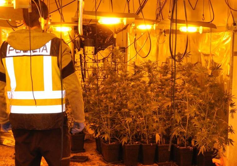 Un agente de la Policía Nacional observa parte de las plantas de marihuana que se cultivaban en el caserío.