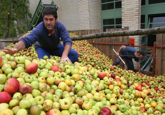 Socios de la cooperativa Laneko, eligiendo manzanas.