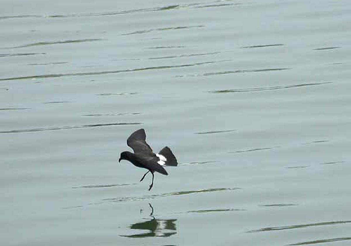 Ejemplar del paiño europeo.