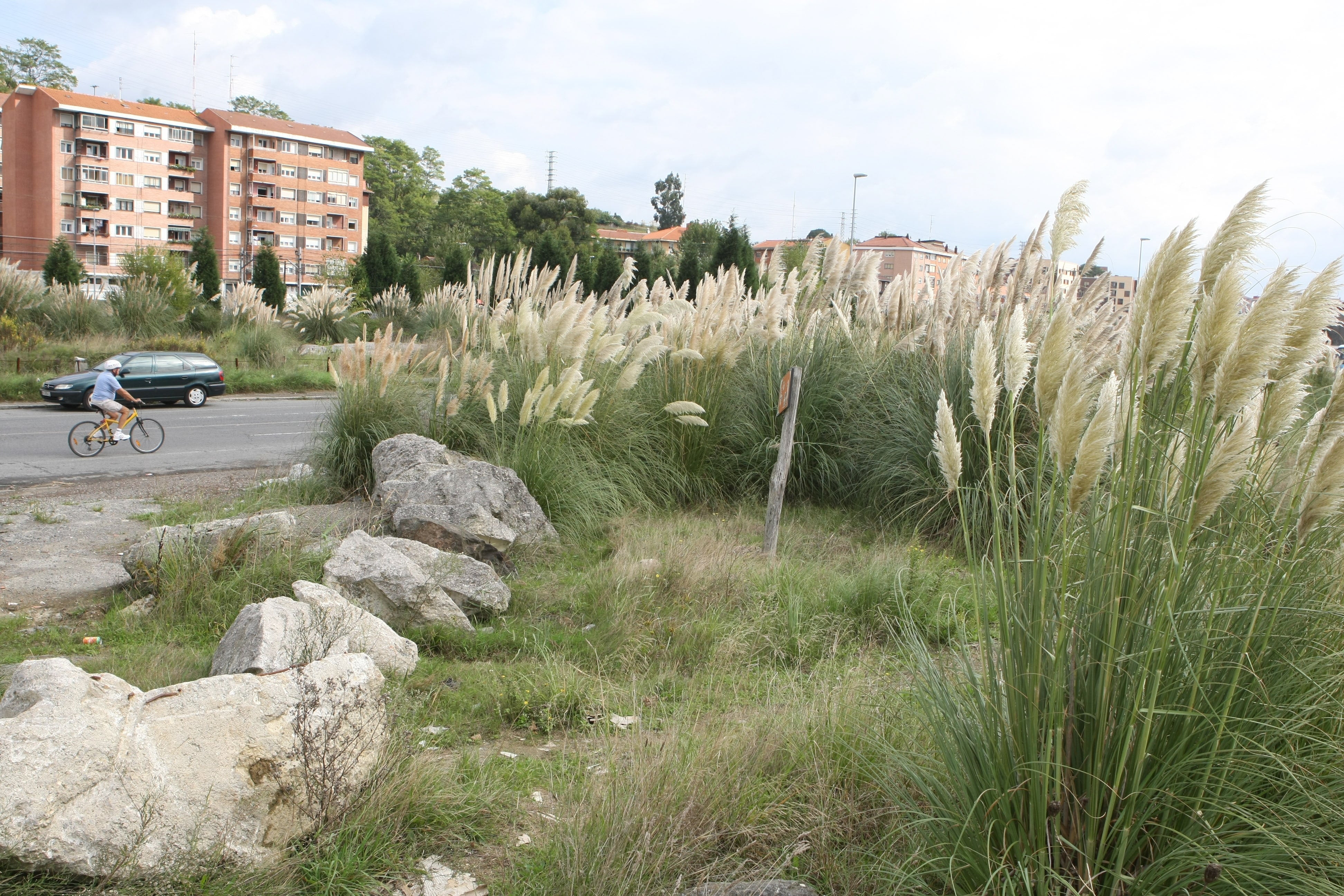 Gran parte del humedal está invadido por el Plumero de la Pampa, una especie invasora.