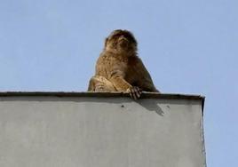 'Operación Macaco': capturan a un mono de Gibraltar que trepaba por los tejados en Cádiz