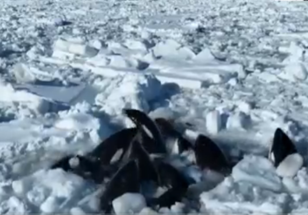 El impactante vídeo de un grupo de orcas atrapadas por el hielo en Japón