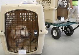 Viajar con mascotas en avión: los cambios en una de las aerolíneas más utilizada en España