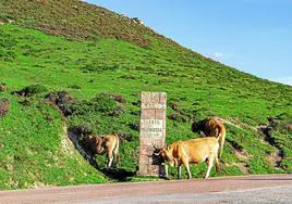La cima de Palombera es un pastizal donde hay ganado en libertad en verano.