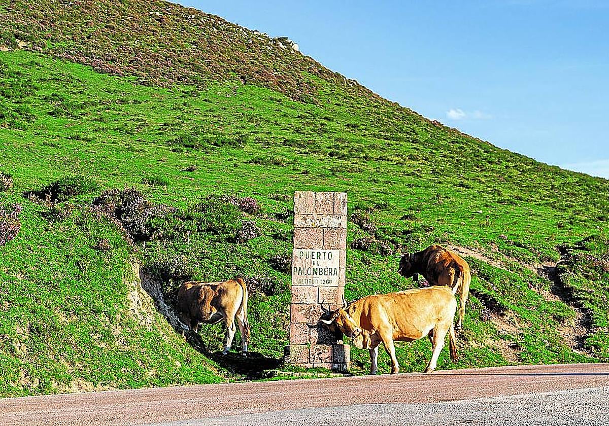 La cima de Palombera es un pastizal donde hay ganado en libertad en verano.