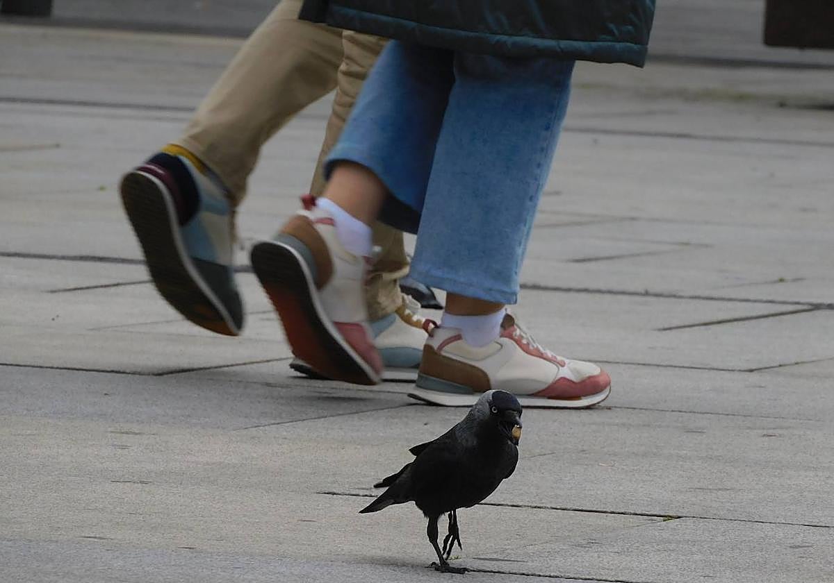 Una grajilla pasea por el asfalto.