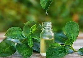 ¿Es el aceite de árbol del té un buen método contra los piojos?