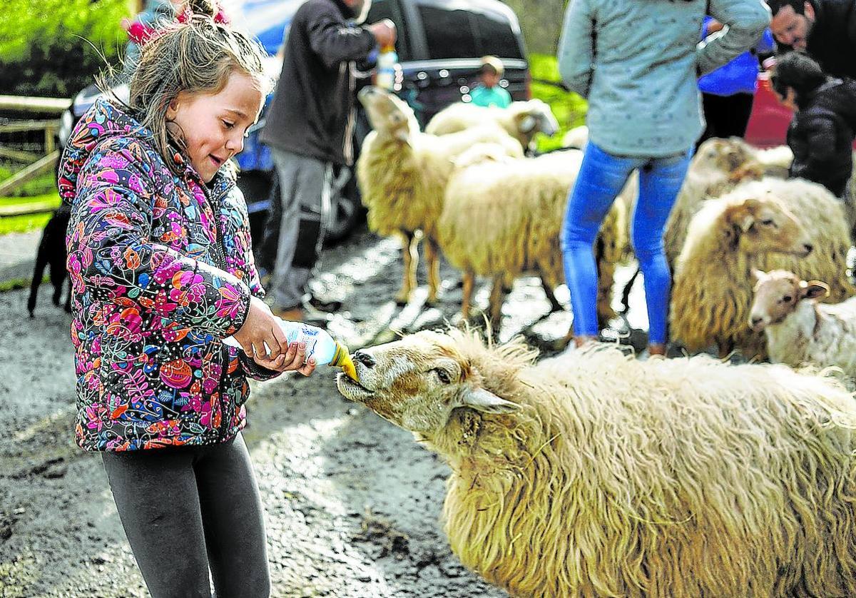 Una niña alimenta a uno de los ejemplares del caserío.