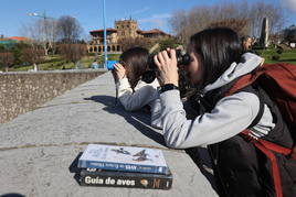 «¡Charrán patinegro en vuelo!». Los aficionados a los pájaros se reúnen en Getxo