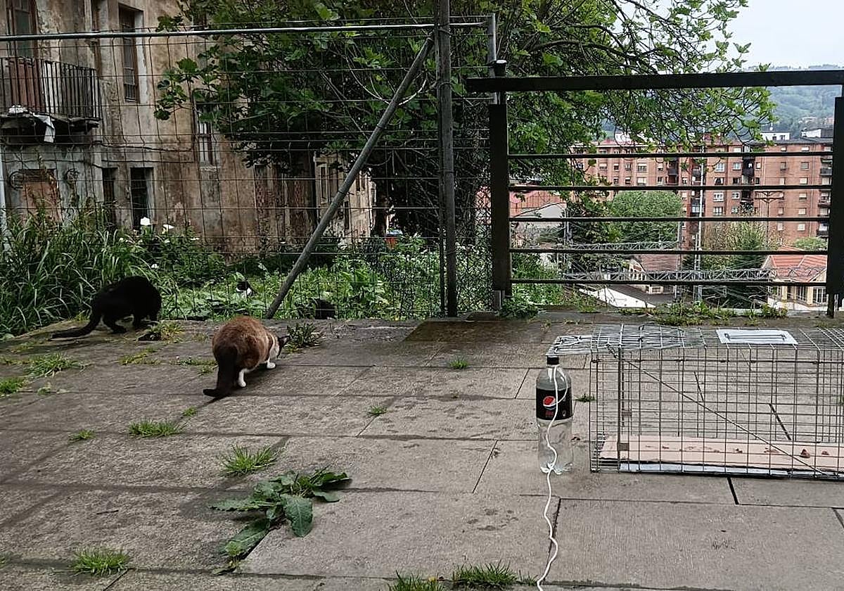 La colonia de gatos callejeros que sufrió los ataques cuenta con catorce ejemplares.