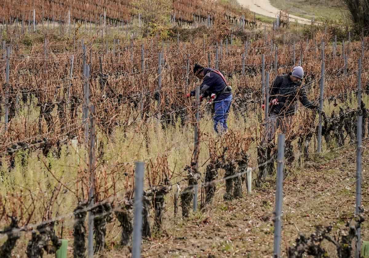 Dos temporeros durante las labores de poda de viñedos