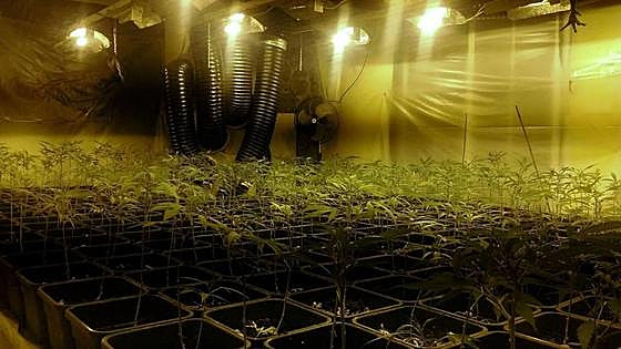 La marihuana más peligrosa llega a Euskadi