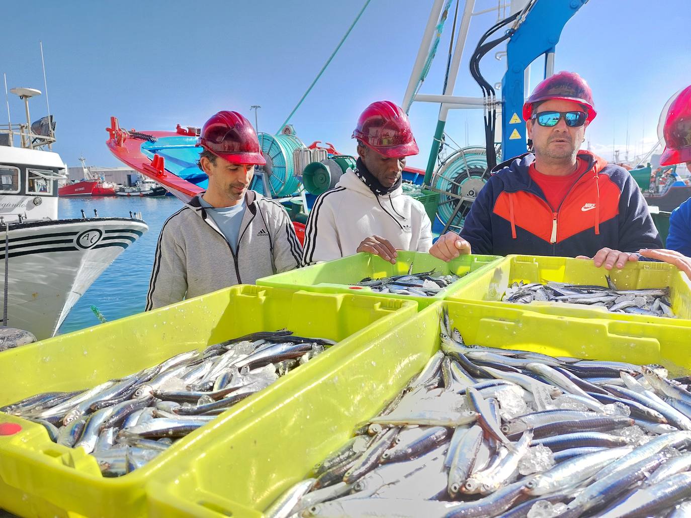 Las descargas de anchoa volverán a ser las protagonistas en el puerto de Ondarroa.