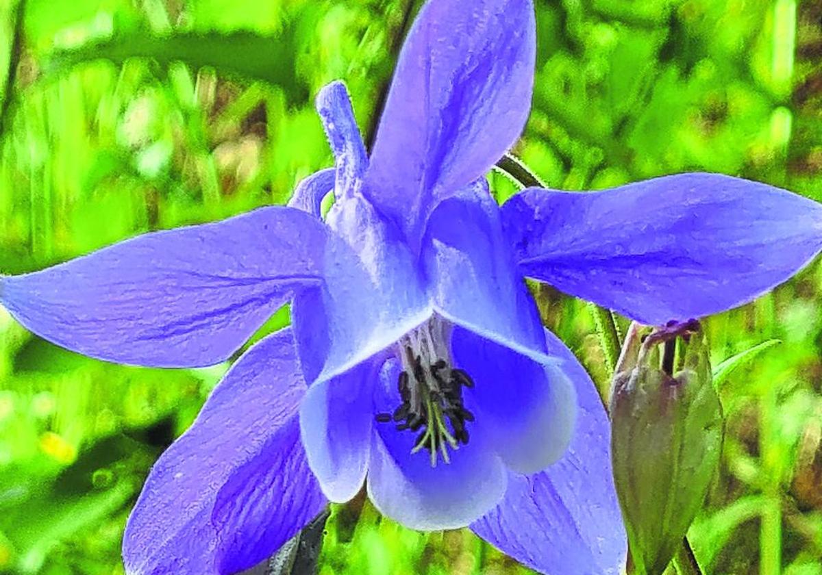 Las flores de la aguileña son fácilmente identificables.