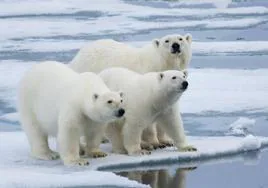 Los osos polares son una de las especies amenazadas por el cambio climático.
