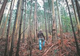 Un hombre camina a través de un bosque de eucaliptos en Euskadi.