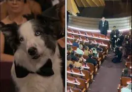 Messi, el perro viral de la gala de los Oscar 2024: así se grabaron las escenas